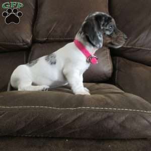 Maui, Dachshund Puppy